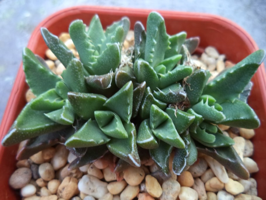 Фаукария bosscheana