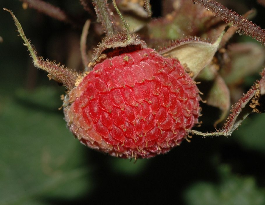 Малина душистая Малиноклен