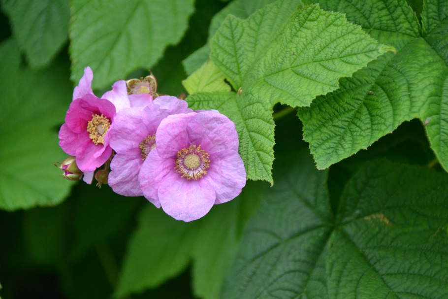 Рубус малина душистая