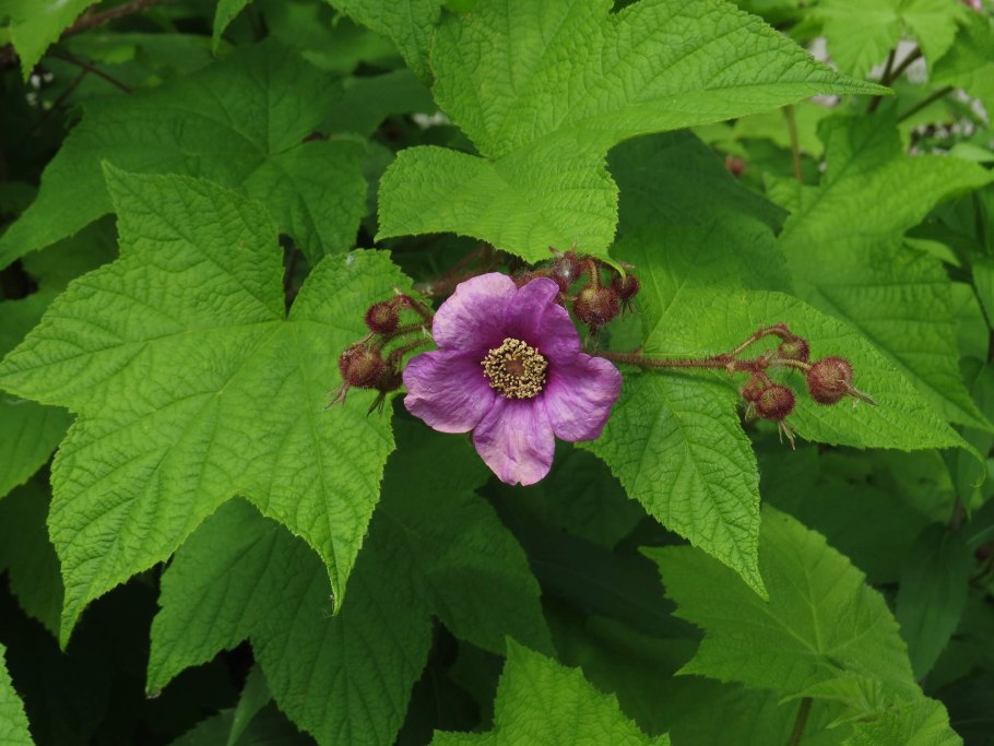 Малина душистая, Малиноклен - Rubus odoratus