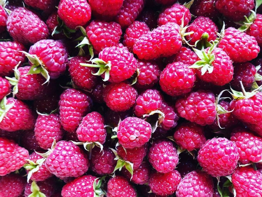 Сорт малины Аделита