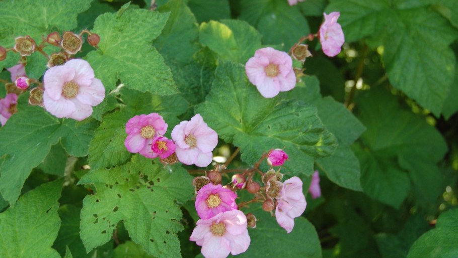 Малиновые наклейки