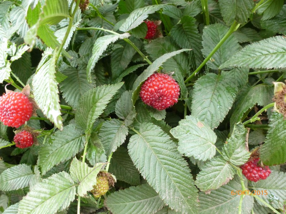 Малина Ежевичная куст