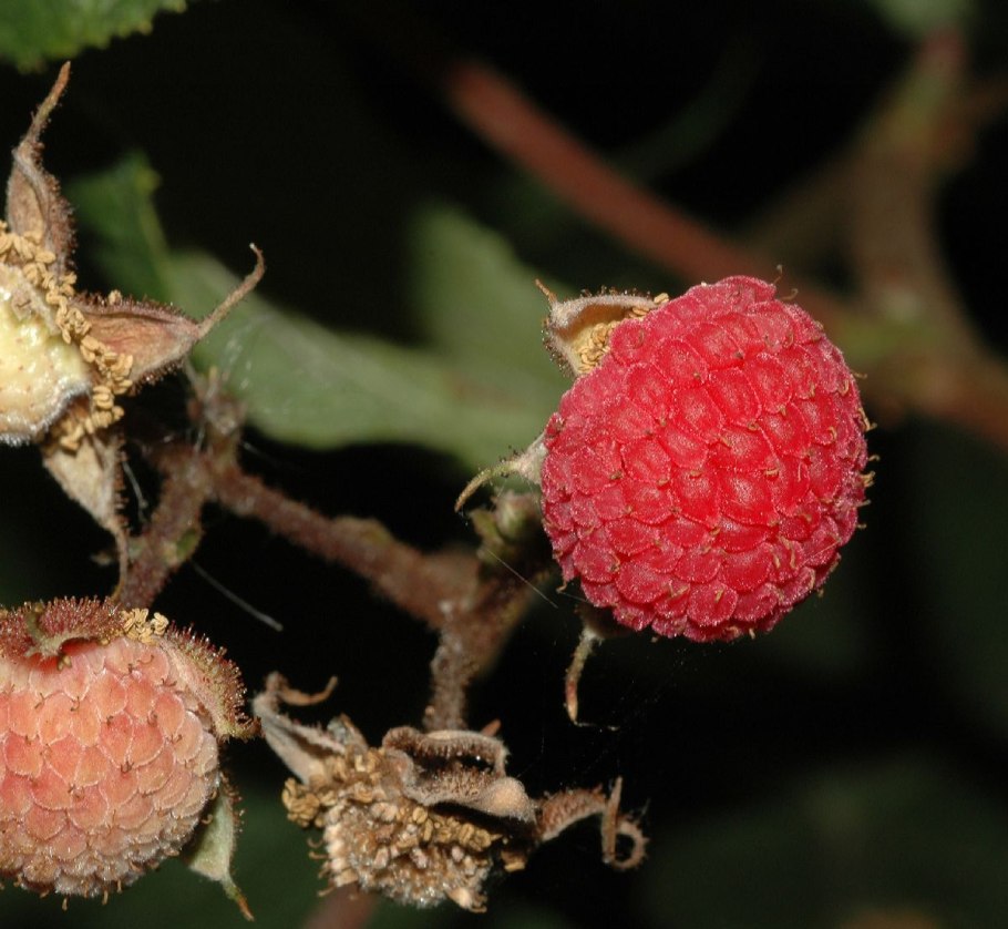 Малина душистая Малиноклен