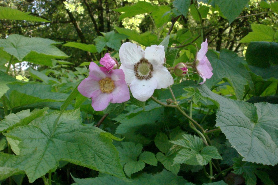 Малина кустовая ремонтантная