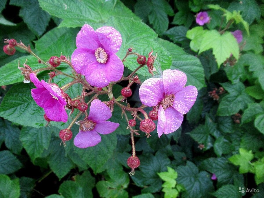Малина душистая, Малиноклен - Rubus odoratus