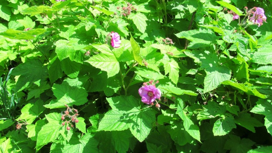 Малина огонёк Сибирский