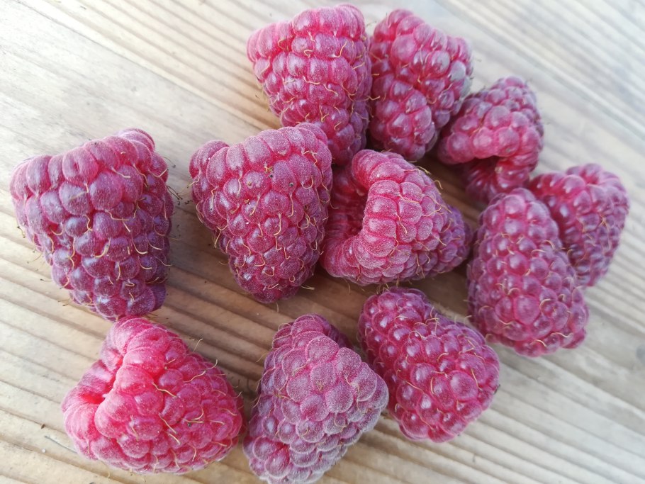 Ежемалина Садовая колючая