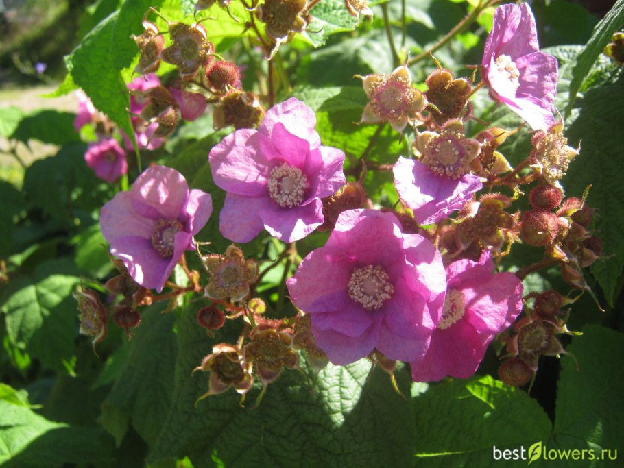Малина душистая Rubus odoratus