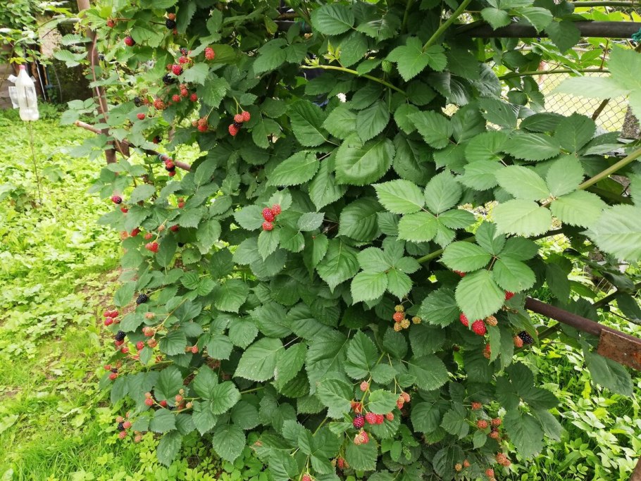 Малина кленолистная
