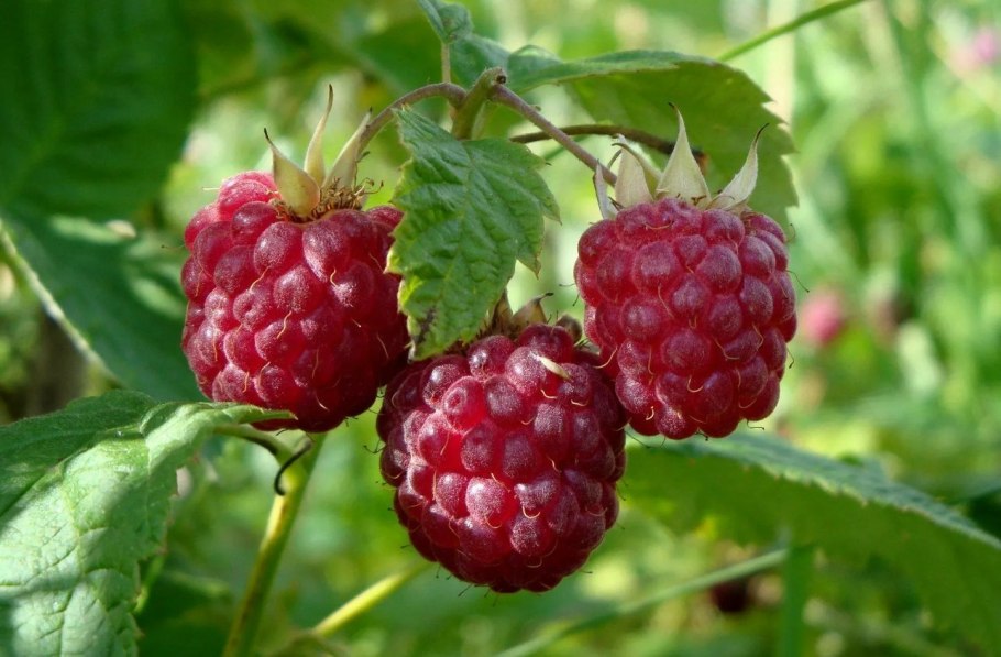 Малина обыкновенная Патриция