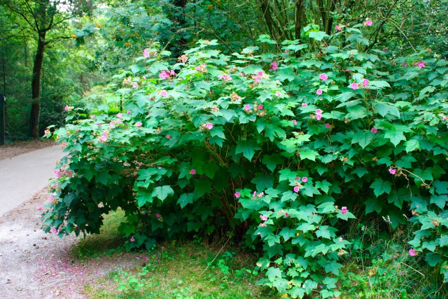 Rubus phoenicolasius