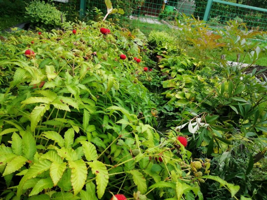 Американская малина декоративная