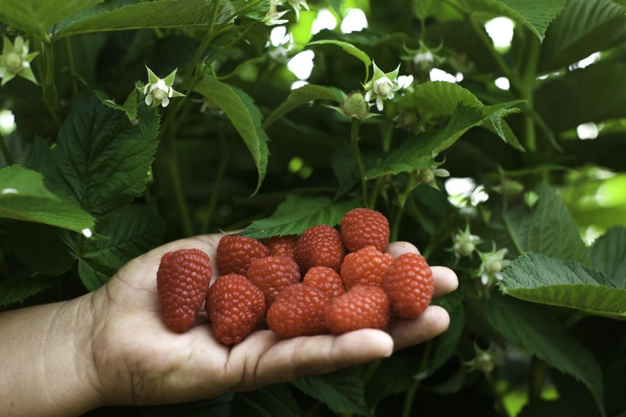 Малина декоративная Мяо Мяо