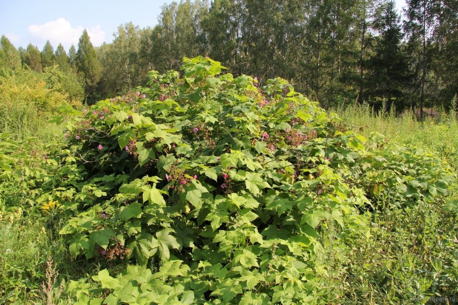 Малина душистая Малиноклен