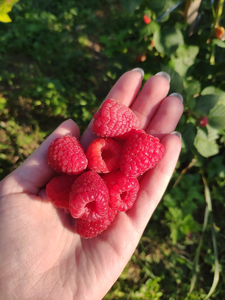 Малина почвопокровная Бетти Эшбернер