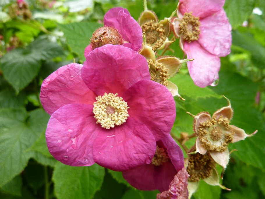 Малина душистая Малиноклен