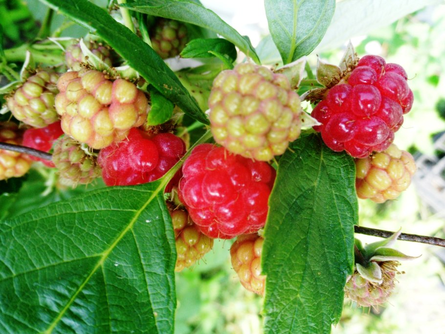 Малиноклен душистый