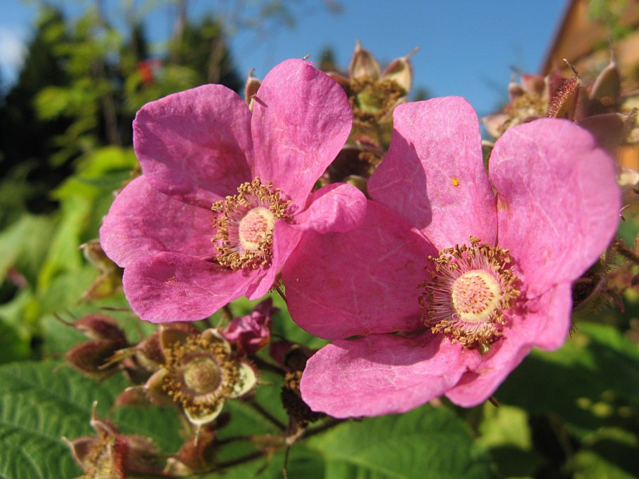 Малина душистая Калифорния Малиноклен