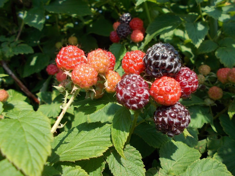 Малина душистая, Малиноклен - Rubus odoratus