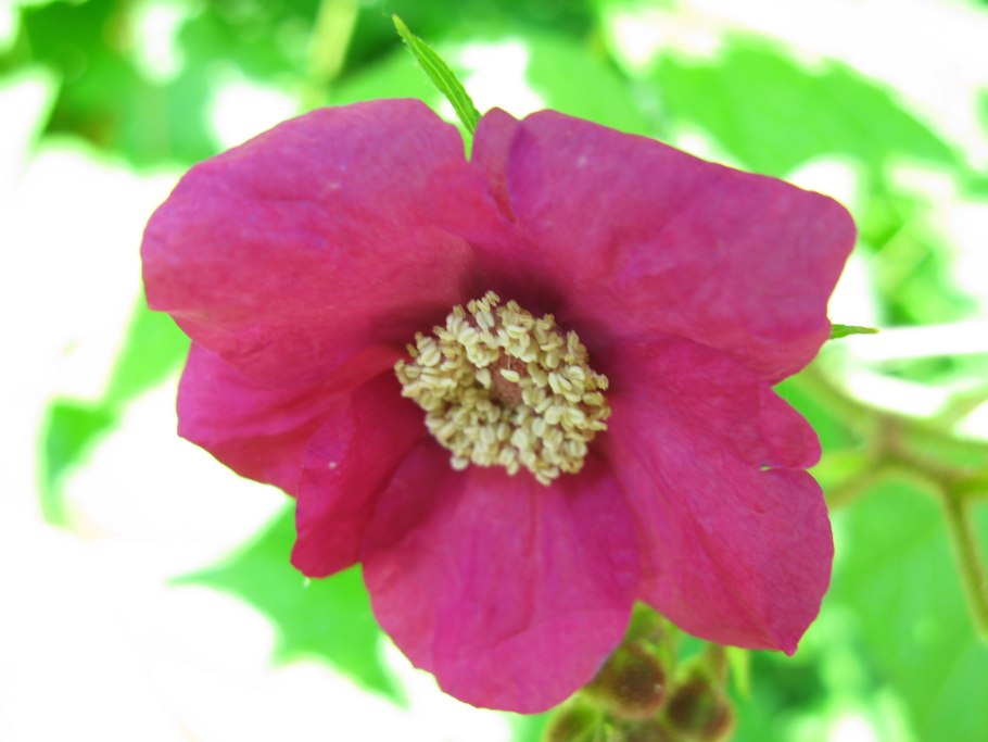 Малина душистая Калифорния