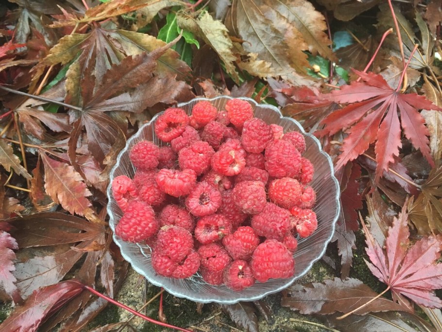 Декоративные ягоды