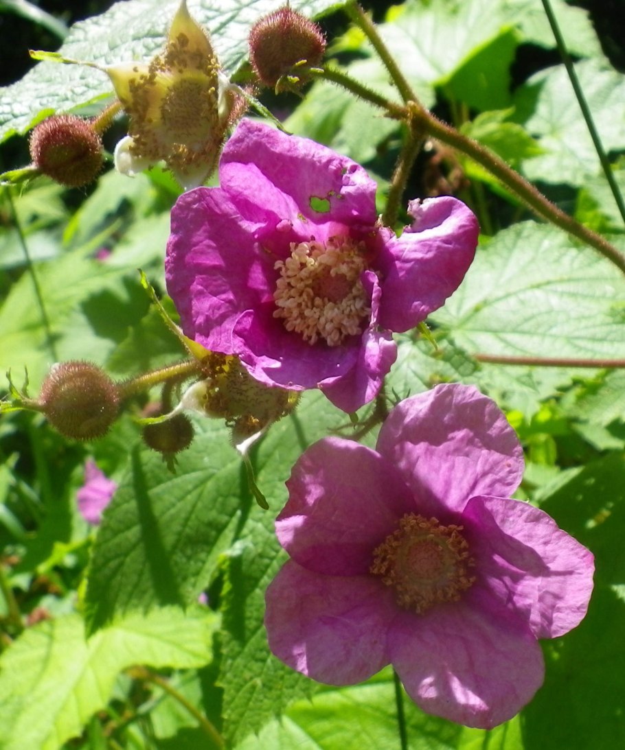 Малина душистая Малиноклен