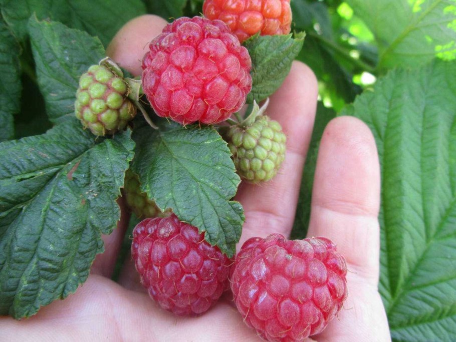 Ежемалина плетистая