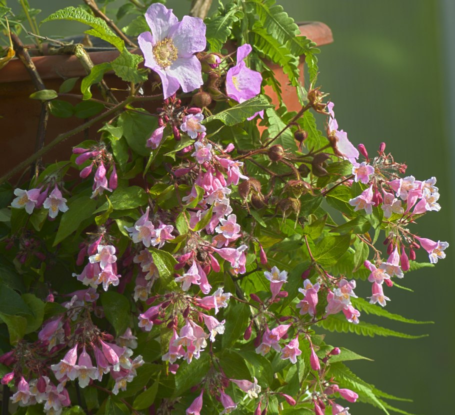 Малина клен