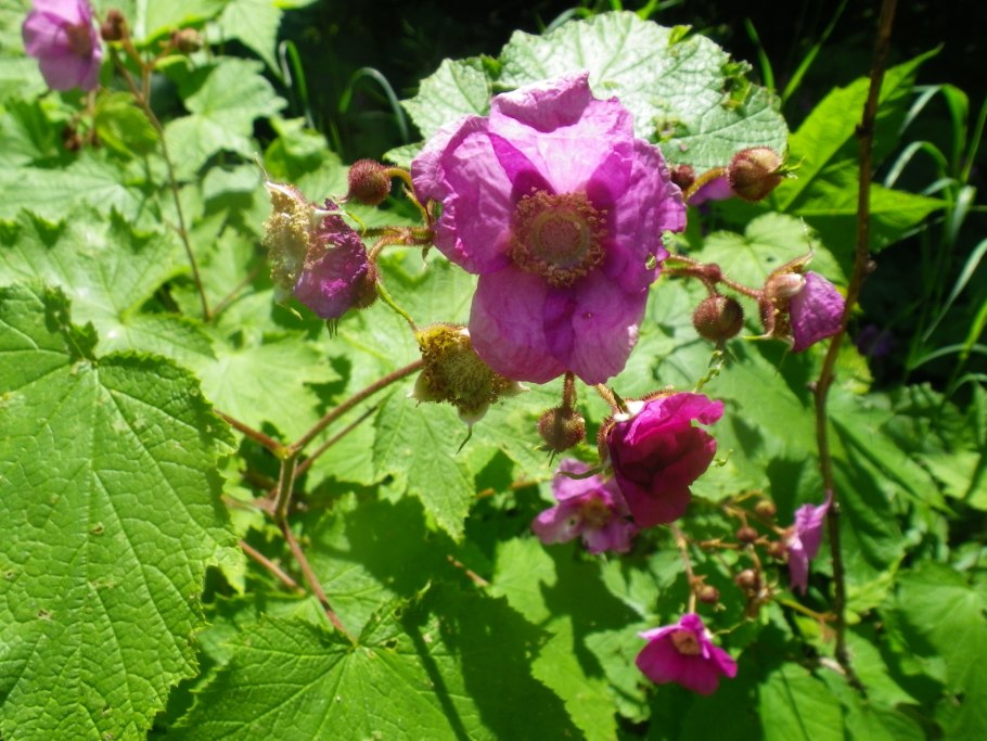 Малина-клен кустарник