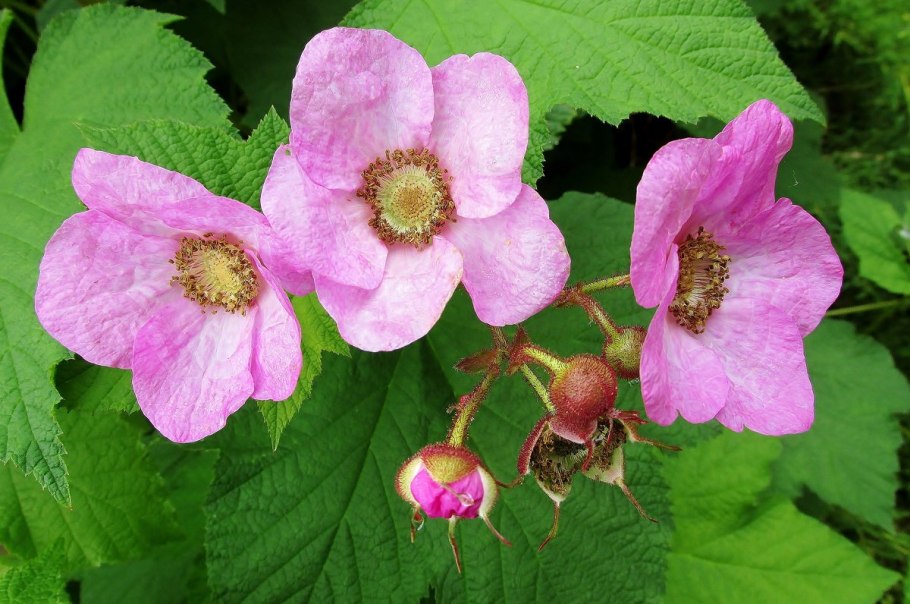 Малина душистая Rubus odoratus