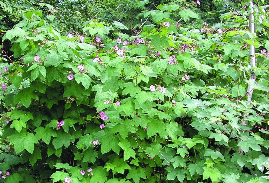 Малина турмалин~455