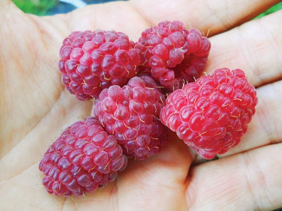 Малина клен