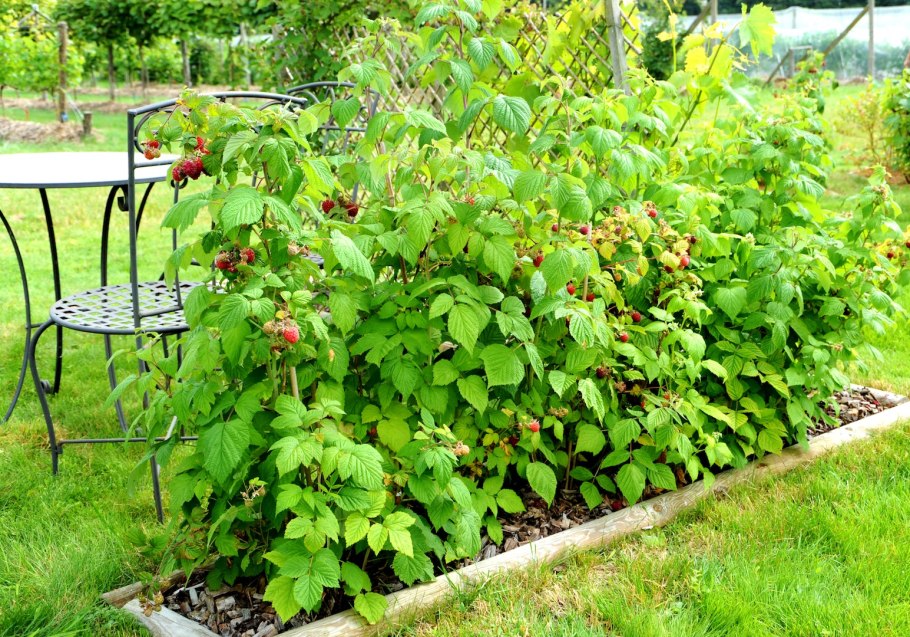 Малина ремонтантная Изобильная Казакова