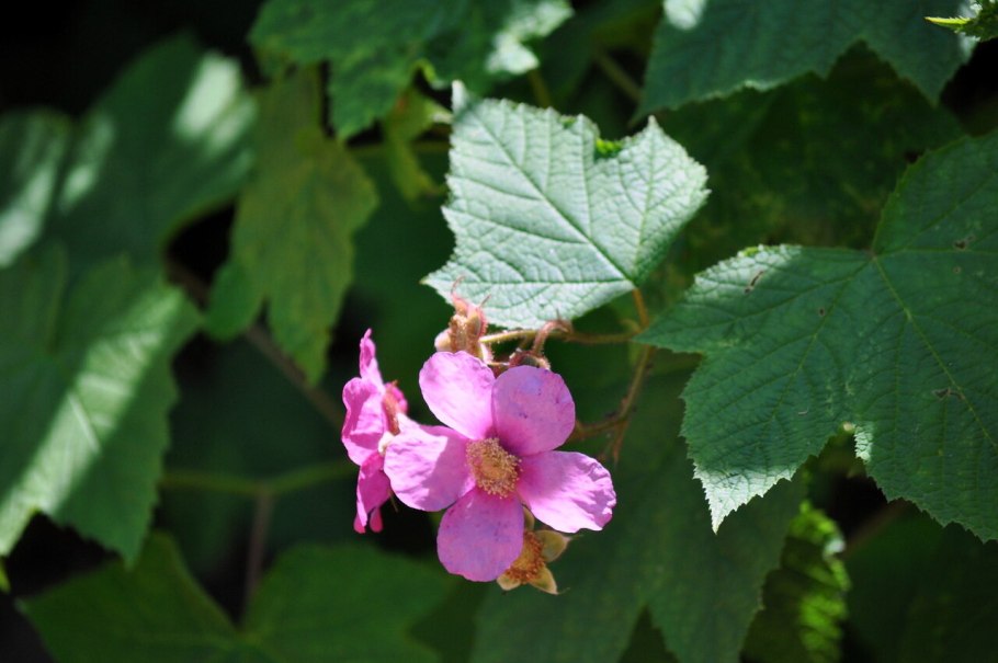 Жимолость Татарская в саду