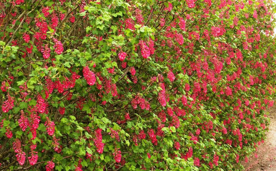 Смородина кроваво-красная кинг эдвард vii