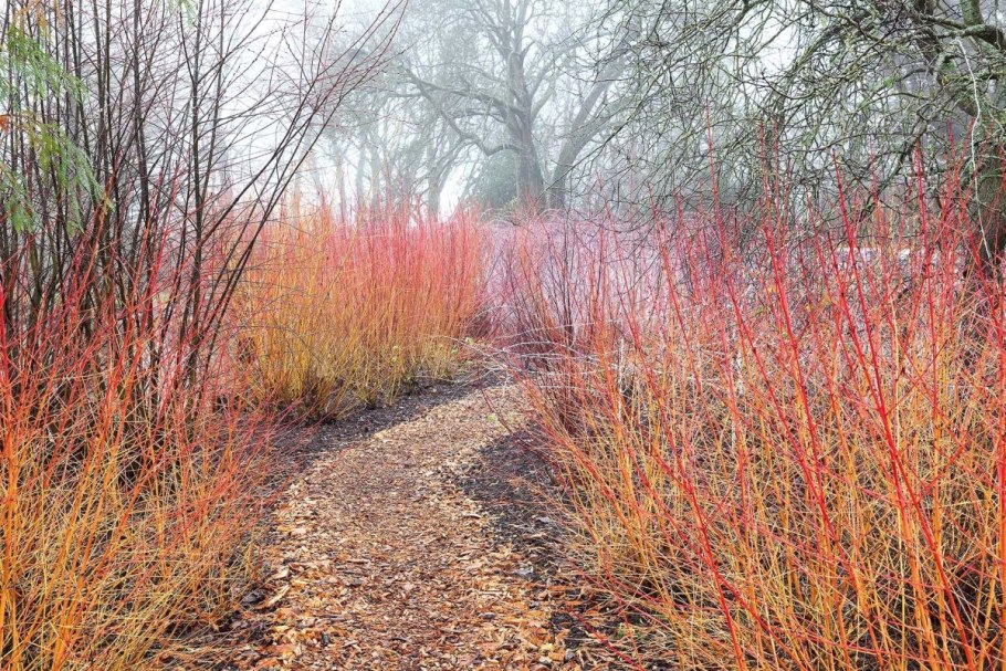 Дерен отпрысковый "Кардинал" Cornus stolonifera (sericea) 'Cardinal’