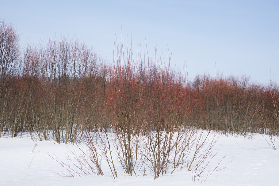 Дерен кроваво красный анис Винтер оранж