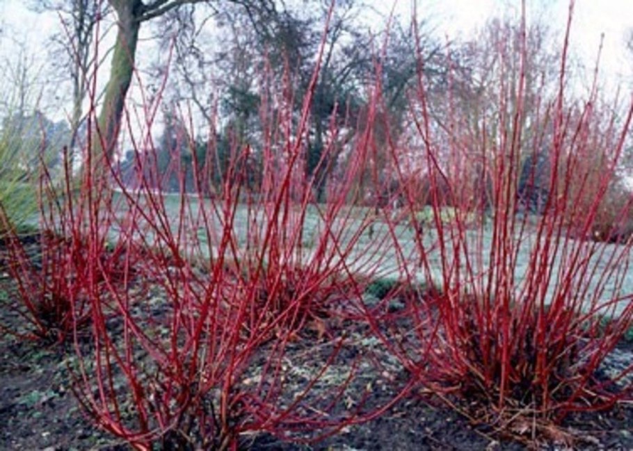 Красный Сибирика дерен