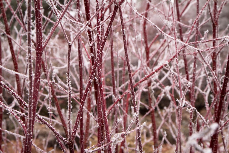 Дерен красный кустарник