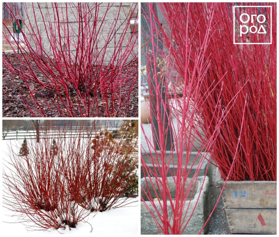 Cornus sanguinea дерево