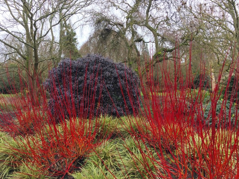 Cornus Alba elegantissima