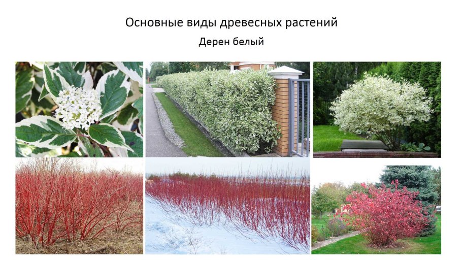 Дерен белый (кизил)