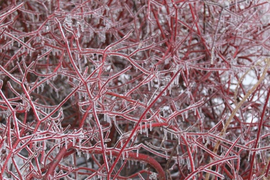 Дерен Кессельринги