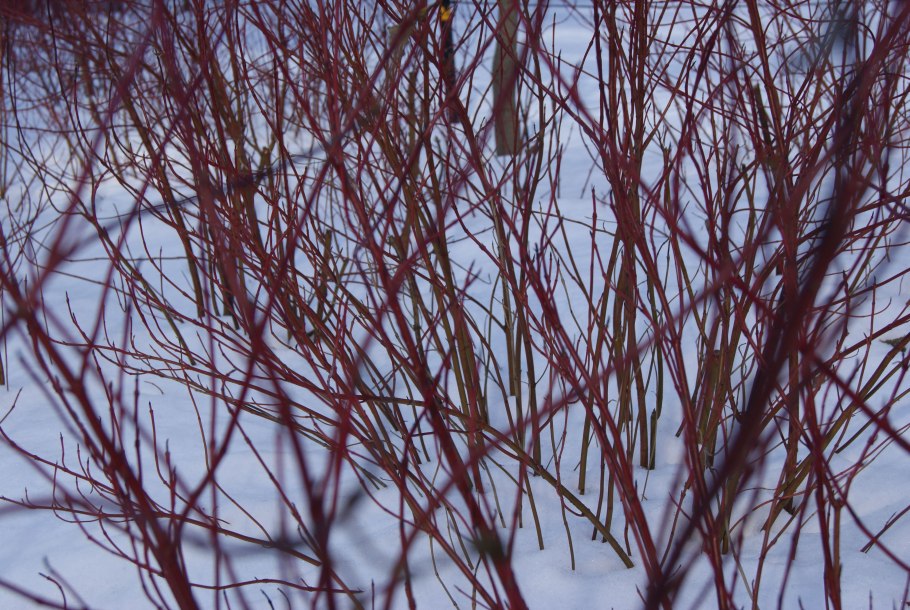 Дерен кроваво-красный Anny's Winter Orange