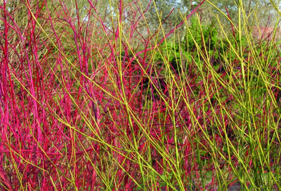 Дерен отпрысковый Кардинал