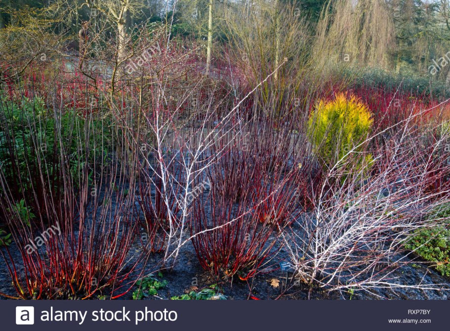 Дёрен красный Red Dogwood