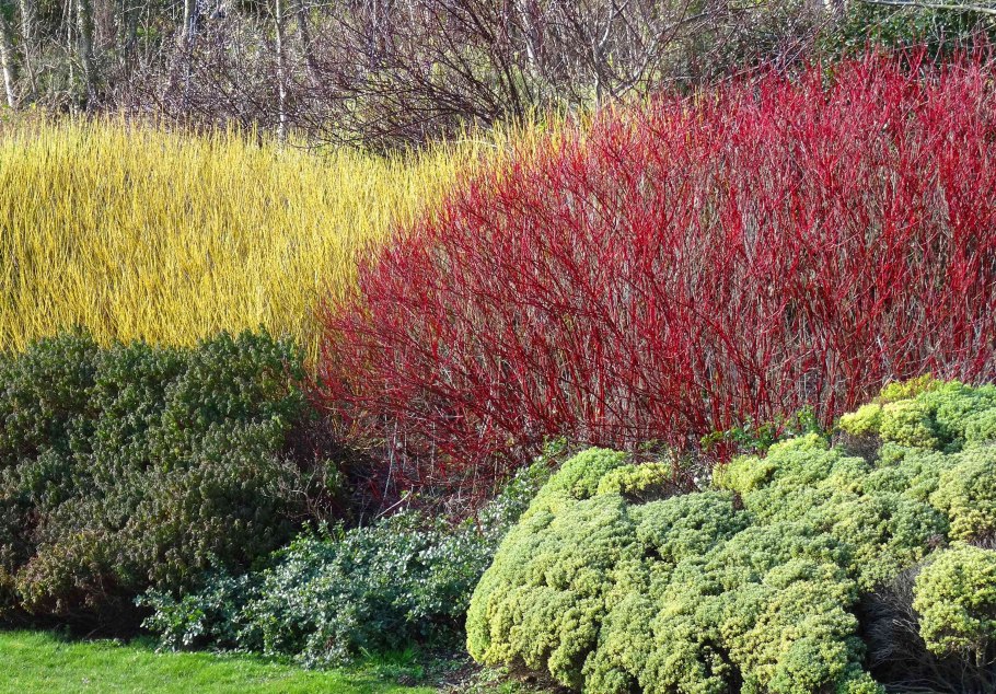 Дерен Сибирика Вариегата зимой