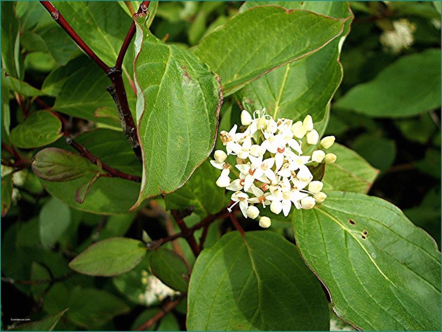 Дерен белый 'sibirica'