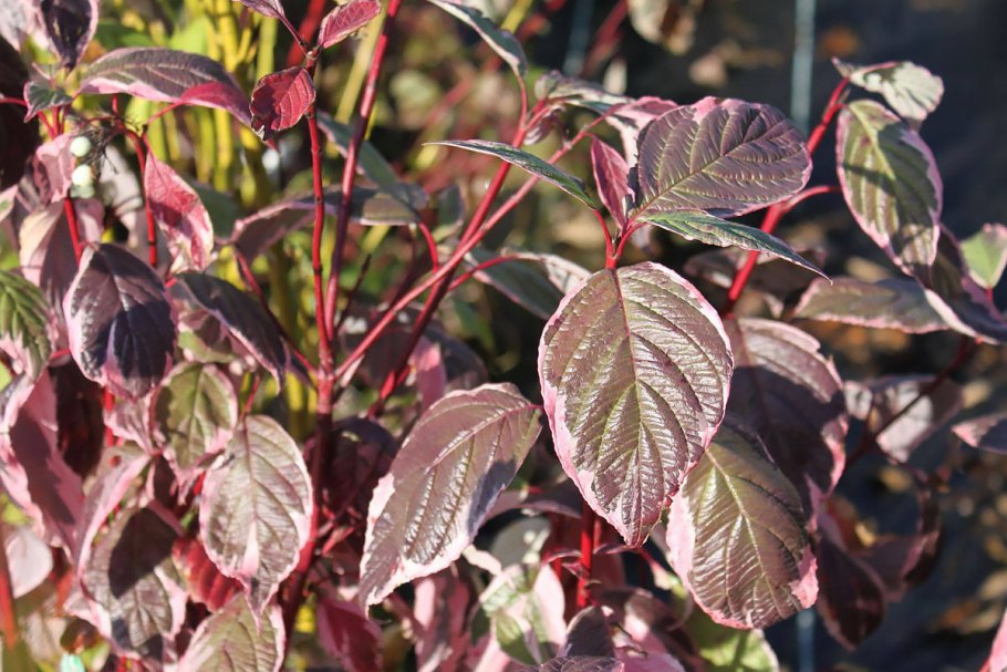 Дерен Альба Сибирика Вариегата